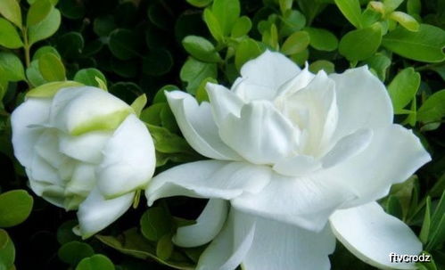 桅子花怎么烧,探索其独特燃烧特性与美丽瞬间