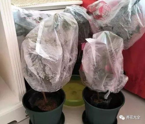 多少度的温度容易冻伤,揭秘多少度容易引发冻伤