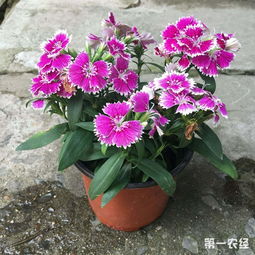 如何给石竹浇水,掌握浇水技巧，让石竹绽放美丽