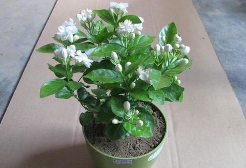 茉莉花什么时候剪枝,茉莉花修剪最佳时机全解析