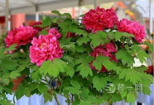 室内牡丹什么时候开花,室内牡丹绽放时节