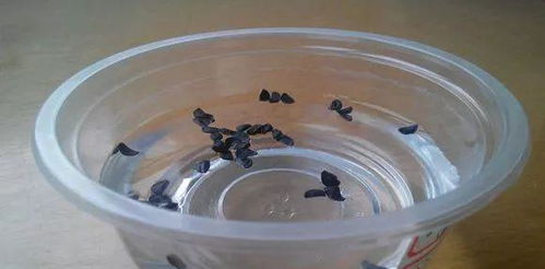 花盆里放什么排水,揭秘不同植物的理想排水材料
