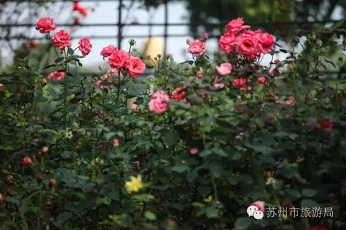 怎么配士苏爬体月季花视频