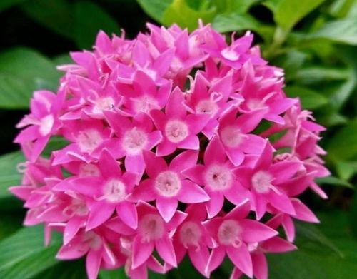 花期长的花卉有哪些,花期长盛不衰的花卉品种大盘点
