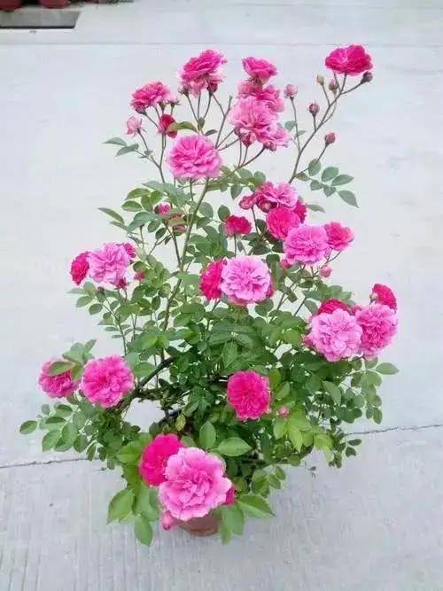 蔷薇玫瑰花怎么养