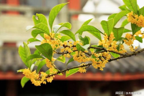 桂花移栽多少天见阳光,桂花移栽后多久可接受阳光照射