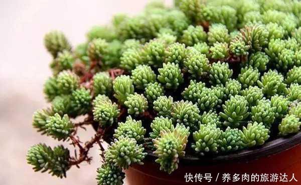 薄雪万年草 怎么养