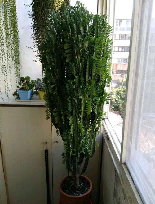 龙骨盆景怎么养,养护之道与艺术魅力