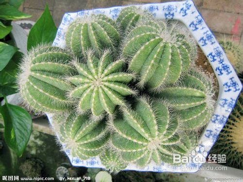 小仙人球怎么养,打造健康绿植小精灵