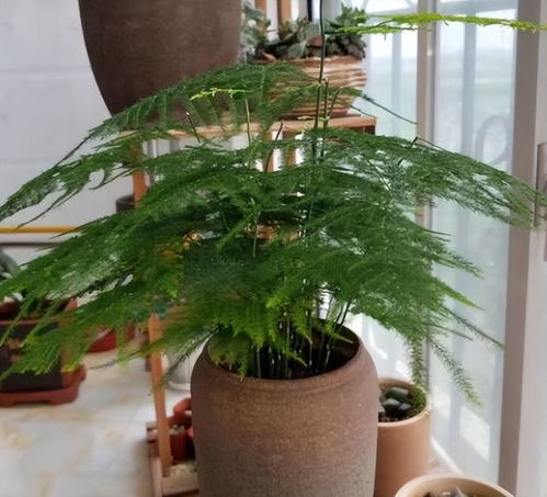 文竹盆景黄了怎么办,文竹盆景黄叶原因及救治攻略