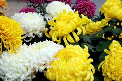 菊花如何种植和养护,菊花种植与养护全攻略