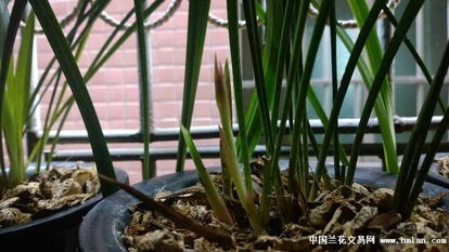 寒兰花芽什么时候,寒兰花芽生成时间揭秘