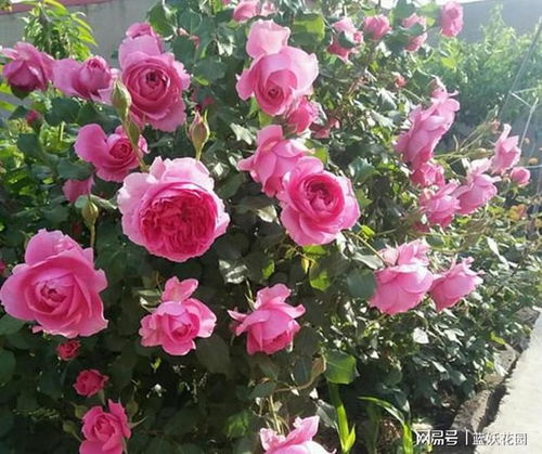 有哪些大颗的花卉,盘点那些令人惊叹的大颗花卉