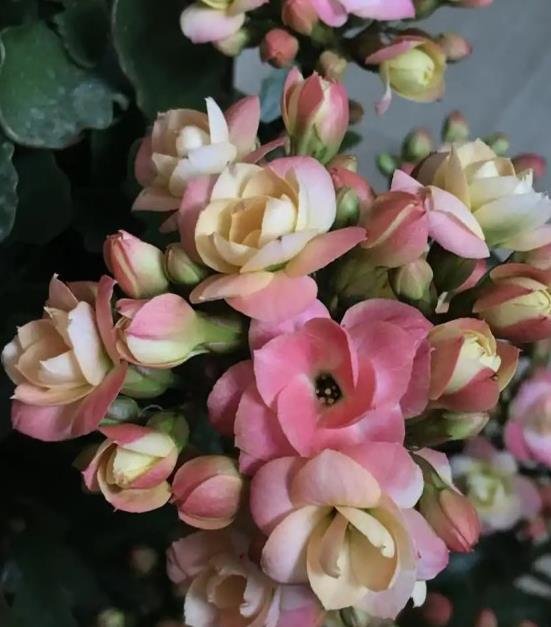 黄色的长寿花有哪些品种,黄色长寿花品种概览