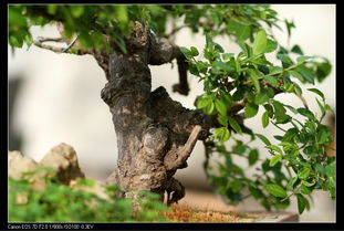 榆树盆栽怎么留根