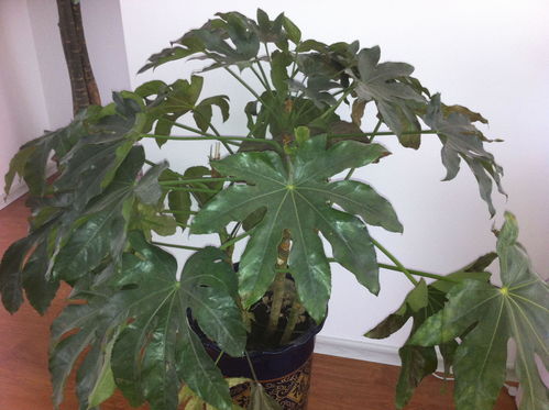 花卉叶子发黄怎么补救,诊断与急救指南