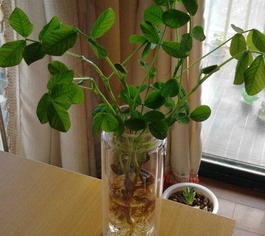 在家如何水培花生盆栽,花生水培盆栽种植指南