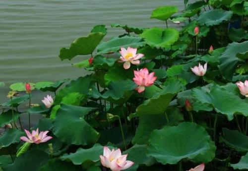 家养荷花怎么种,家养荷花培育全攻略