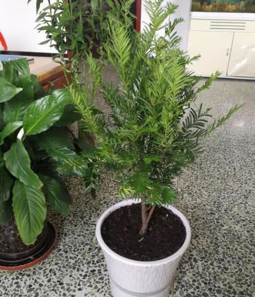 红豆杉是什么植物,植物界的瑰宝，生态、医药、观赏价值兼备