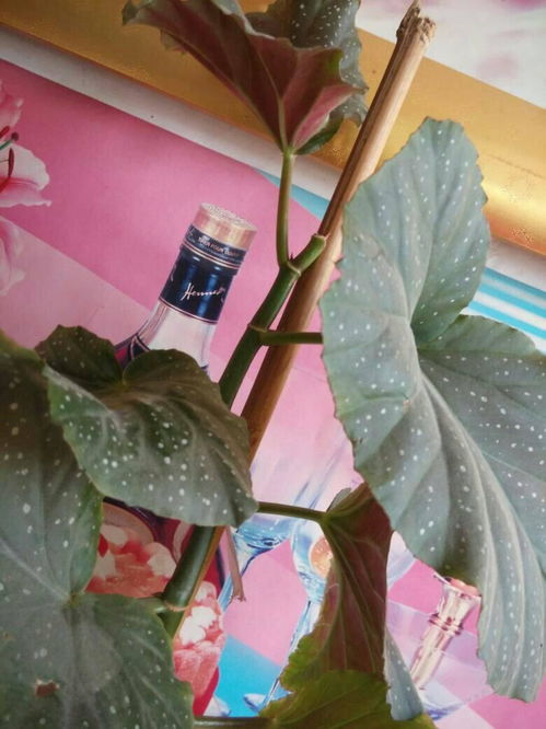竹节海棠掉用什么肥