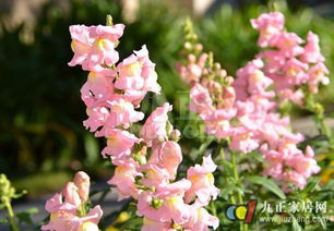 金鱼草鲜花怎么养,绽放美丽,延长花期