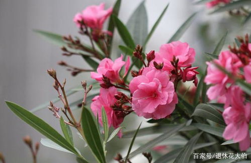 什么漂亮的花有毒,那些令人惊艳却暗藏毒性的花朵