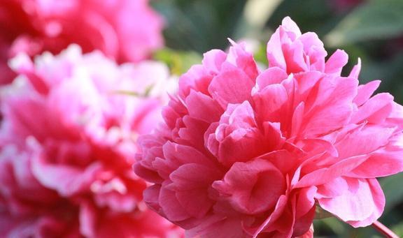 芍药什么时候开花,芍药绽放时节探秘