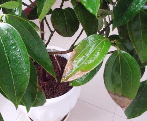 平安树会招什么虫子