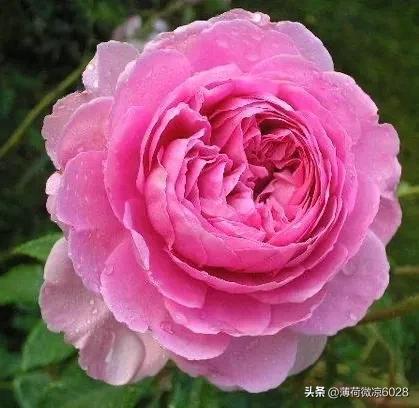 艾莎月季花带花荷吗怎么养,艾莎月季，美得像童话里的公主