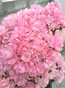 杜鹃开花是什么变化,春日自然变化的美丽见证