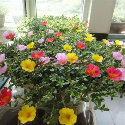 太阳花怎么插花盆,绽放阳光的艺术之旅