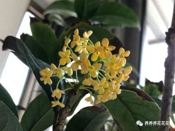 桂花移栽多少天见阳光,桂花移栽后多久可接受阳光照射