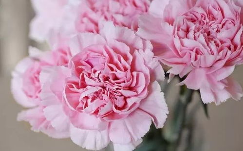 康乃馨三月份措种什么时候能开花,夏季绽放温馨之花”