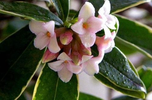 瑞香花怎么养,培育美丽香韵的秘诀