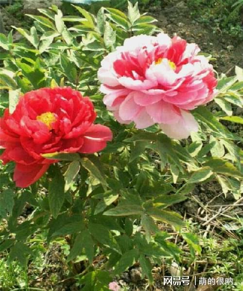 牡丹种子怎么养,牡丹种子培育与养护全攻略