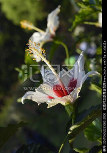 扶桑花夏季用什么肥料,助力花朵繁盛绽放
