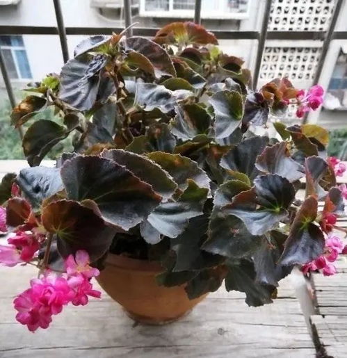 四季海棠的花能开多久,绽放春华秋实之美
