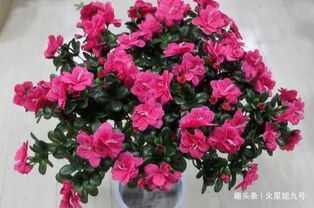 杜鹃花如何浇水,掌握水分平衡的艺术
