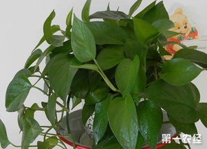用什么擦绿箩,揭秘擦拭绿箩的神奇方法