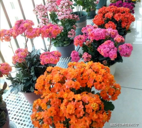 养什么花能转运,揭秘家中风水植物选择秘籍