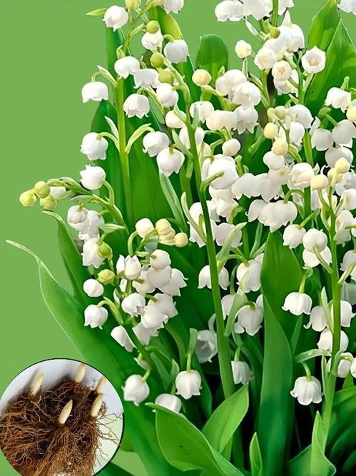铃兰花怎么养,培育美丽花香的秘诀