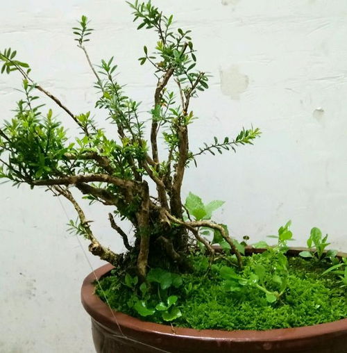 种植盆景前景如何,绿色财富的培育与市场前景展望