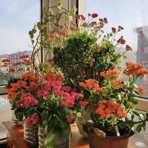 长寿花哪个品种开花早,长寿花早花品种精选