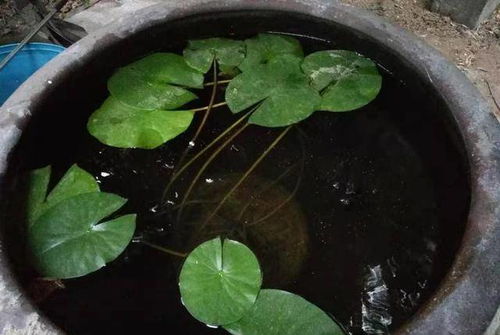 如何辨别金钱兜死了没,教你轻松识别金钱兜是否失效