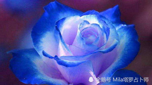 蓝色妖姬什么时候开花,揭秘6-7月的花期魅力