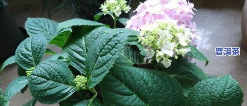 茶水用来浇什么花,茶水浇花秘籍大揭秘