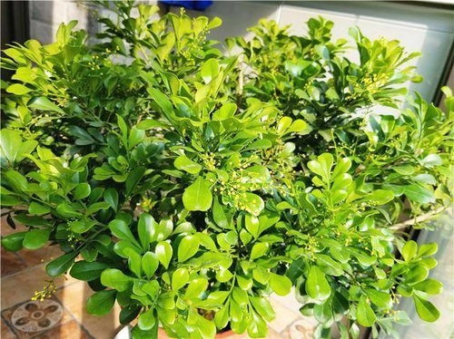 米兰盆栽怎么种植方法,轻松打造家居绿意盎然