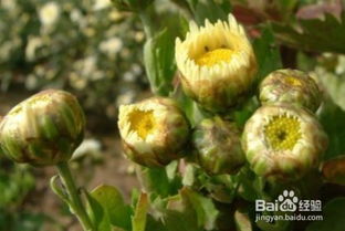 菊花怎么修剪,菊花修剪技巧全解析
