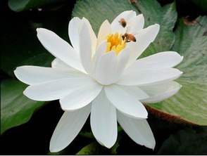 荷花还有什么花多,百花园中竞芳华