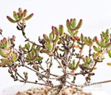枝干番杏怎么养,从播种到成熟的多肉植物养护全解析